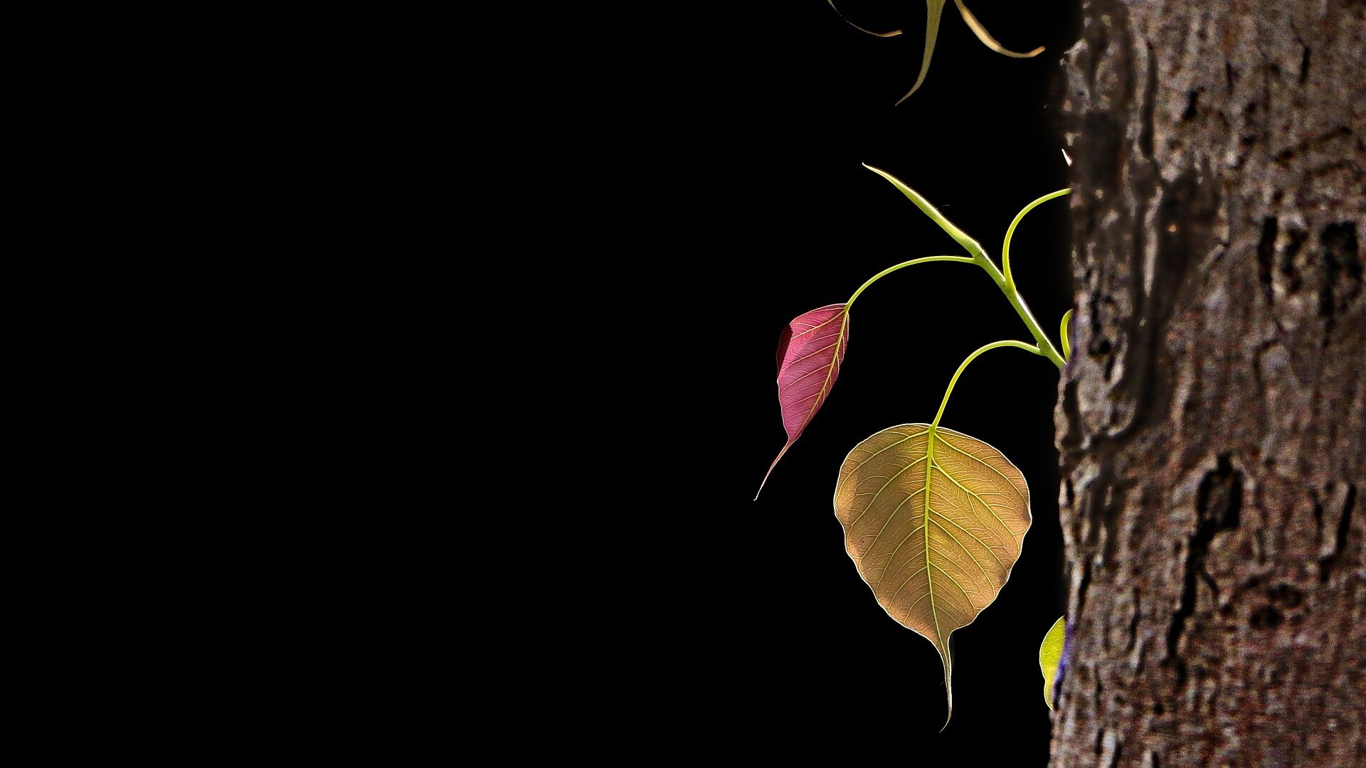 Bo Tree - Divine Plants